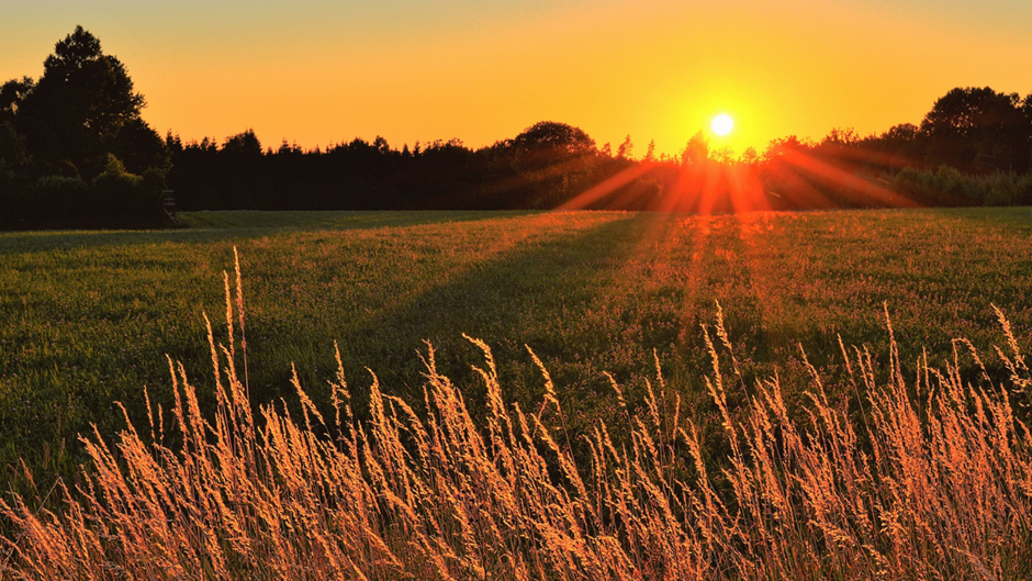 Oat Lattes to Save the Planet? A closer look at the environmental impact of alternative milks 3